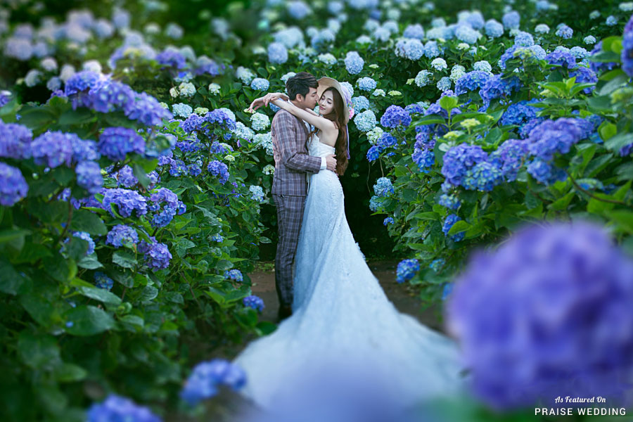 How romantic is this hydrangea field prewedding photo shoot?
